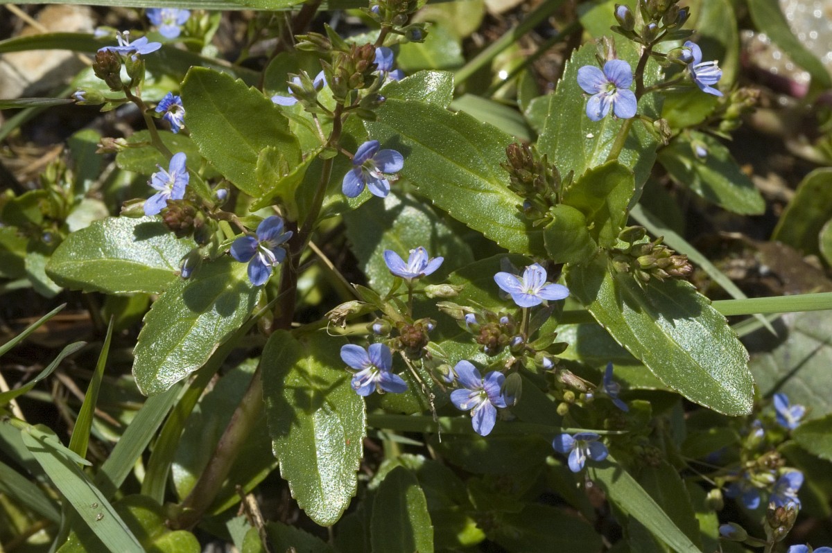 veronica-beccabunga-brooklime
